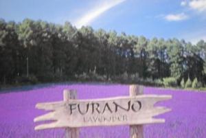 Japan Lavender Furano